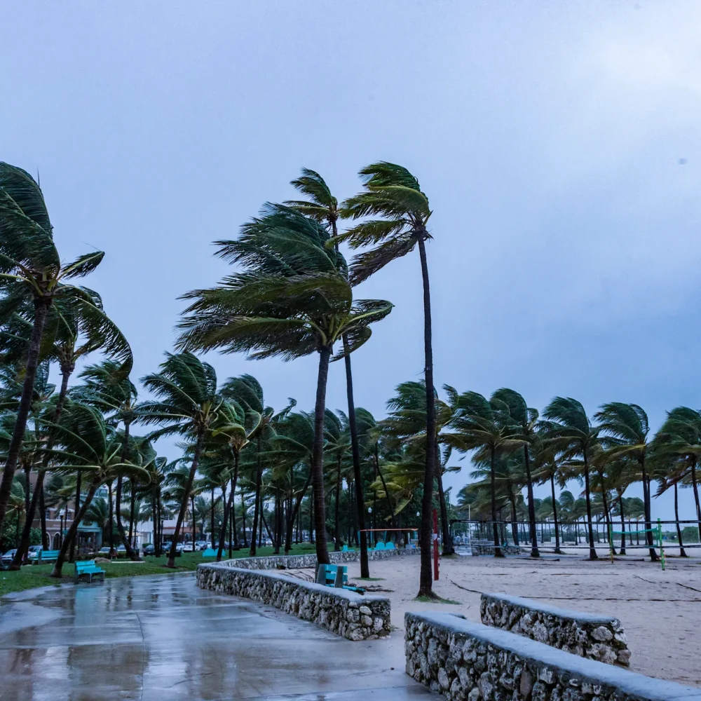 Palm trees bending in strong winds along a wet beachfront walkway during a tropical storm or hurricane under a cloudy sky.